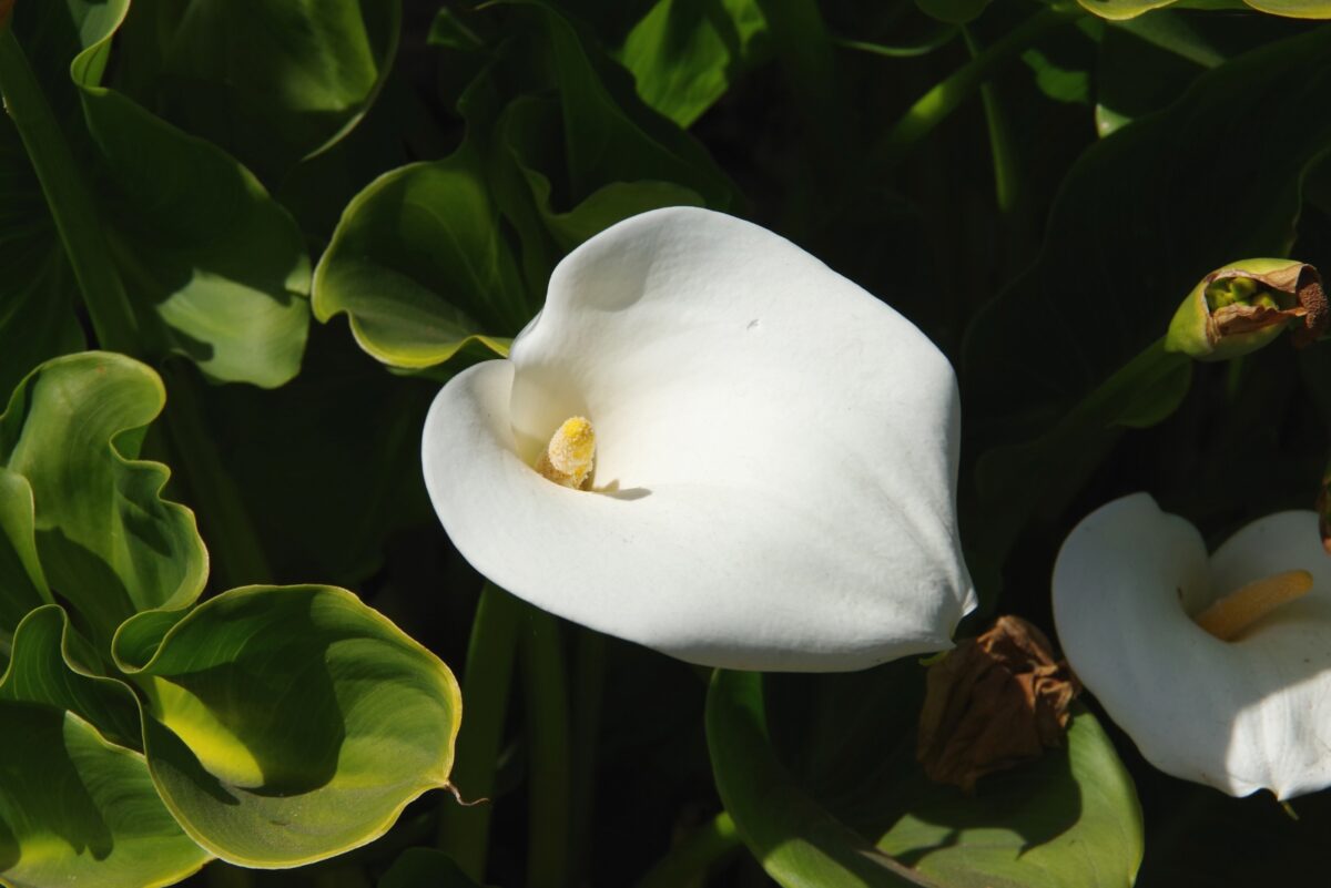 How Oregon Homeowners Get Calla Lilies Ready For Winter Indoors And Outside