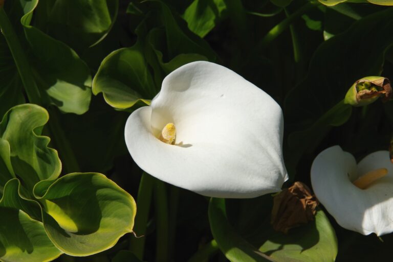 Calla lilly (featured image)