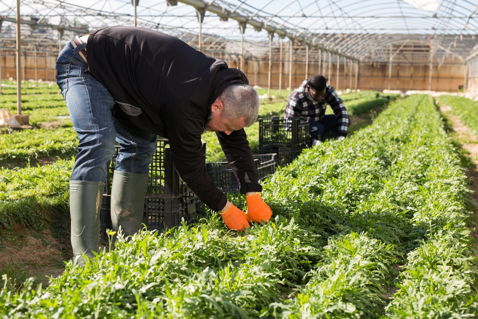 How Pennsylvania Gardeners Keep Harvesting Winter Greens In December