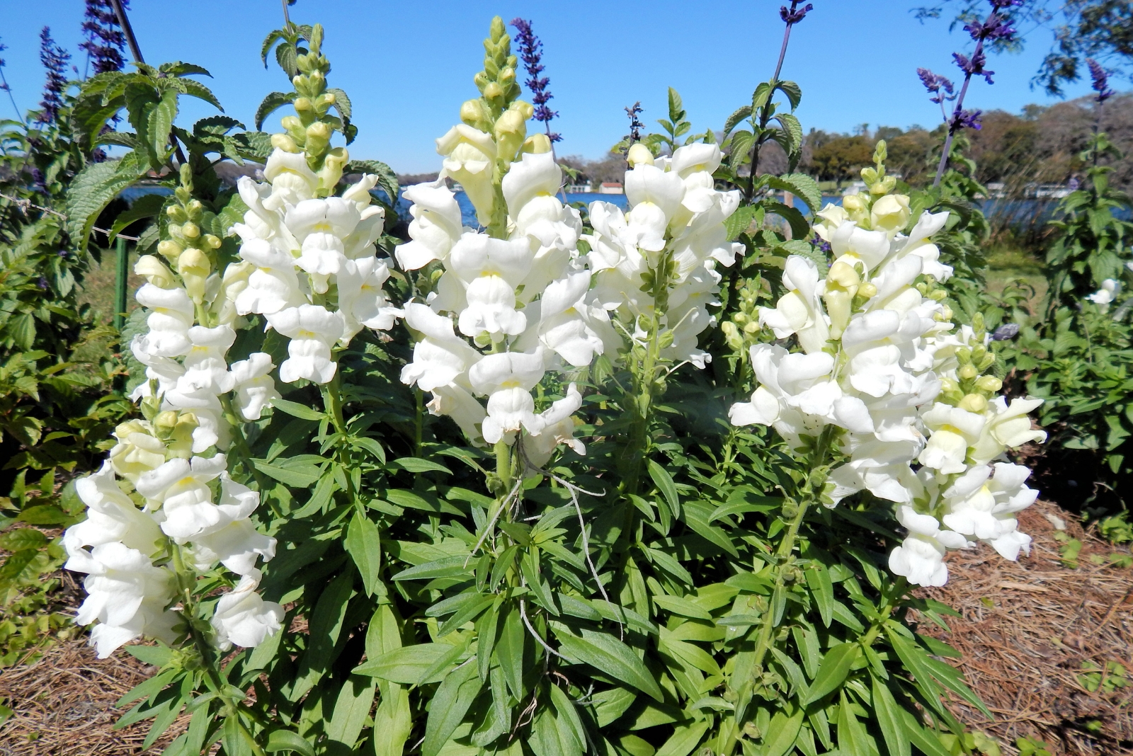 How Texans Make Snapdragons Last Long Into Late Fall