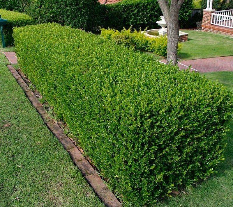 Why Evergreen Hedging Keeps Growing In Popularity