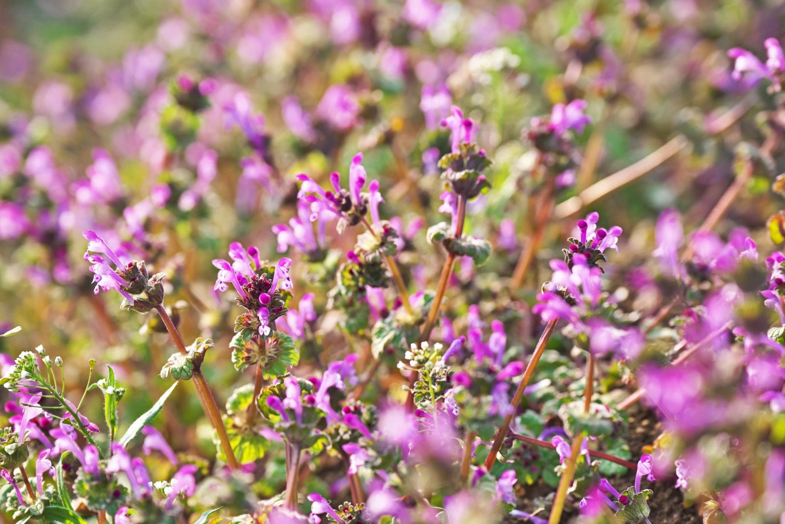 How To Deal With Common Fall Lawn Weeds In North Carolina