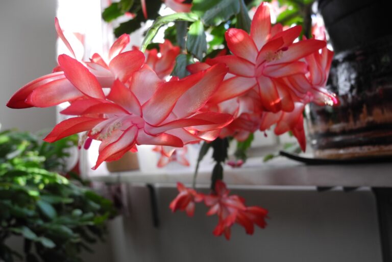 christmas cactus