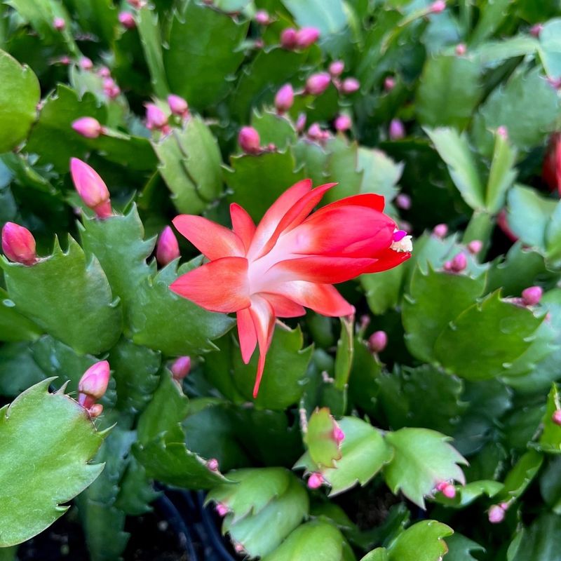 Give Your Plant The Right Amount Of Darkness