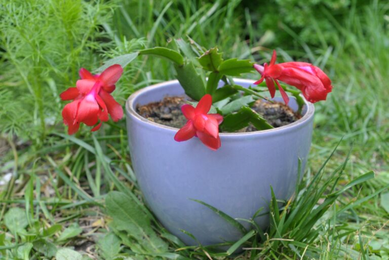christmas cactus in a pot on the grass