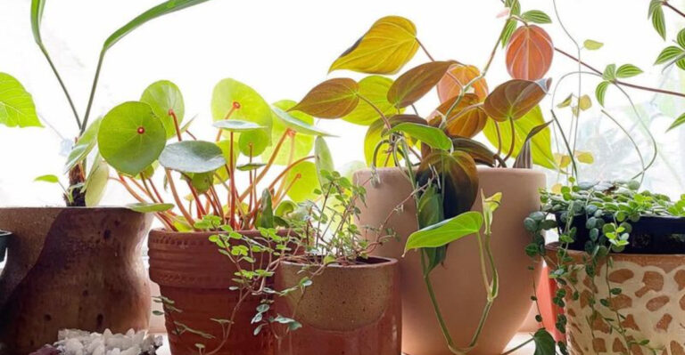 houseplants on windowsill