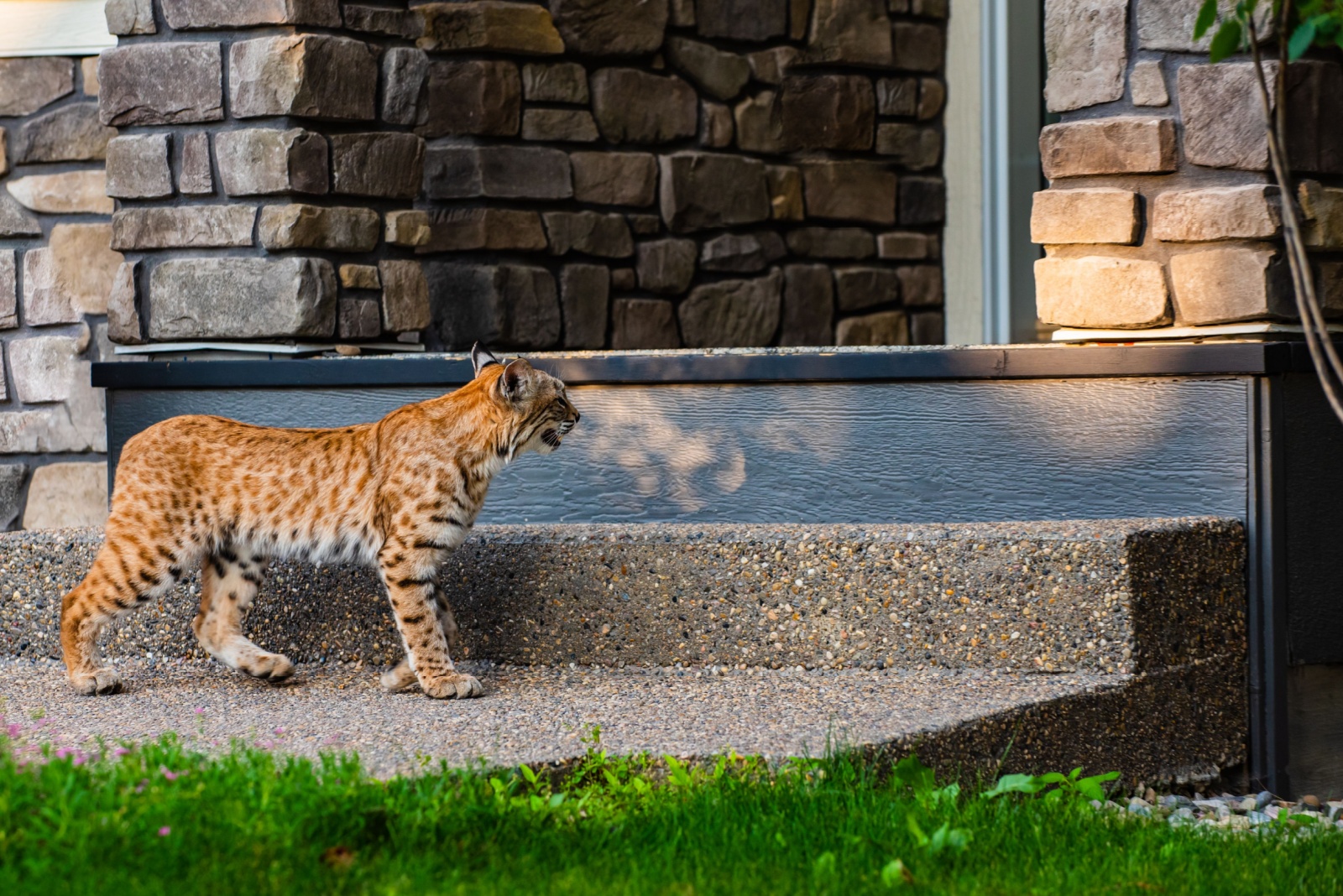 How To Keep Your Texas Yard Safe When A Bobcat Wanders In