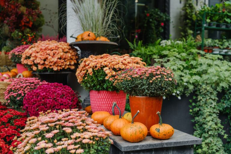 fall mums and pumpkins displayed outdoors