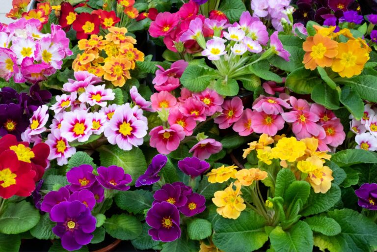 multicolored primrose