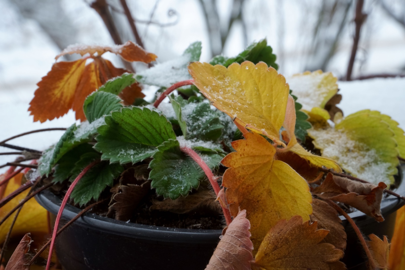 potted strawberry seedlings in winter