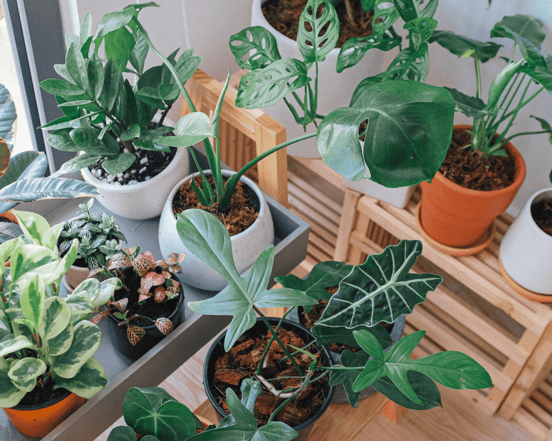 Group Your Plants Together For Humidity