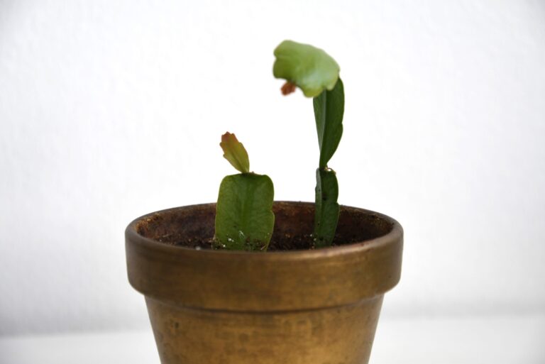 christmas cactus propagation small pot and cutting