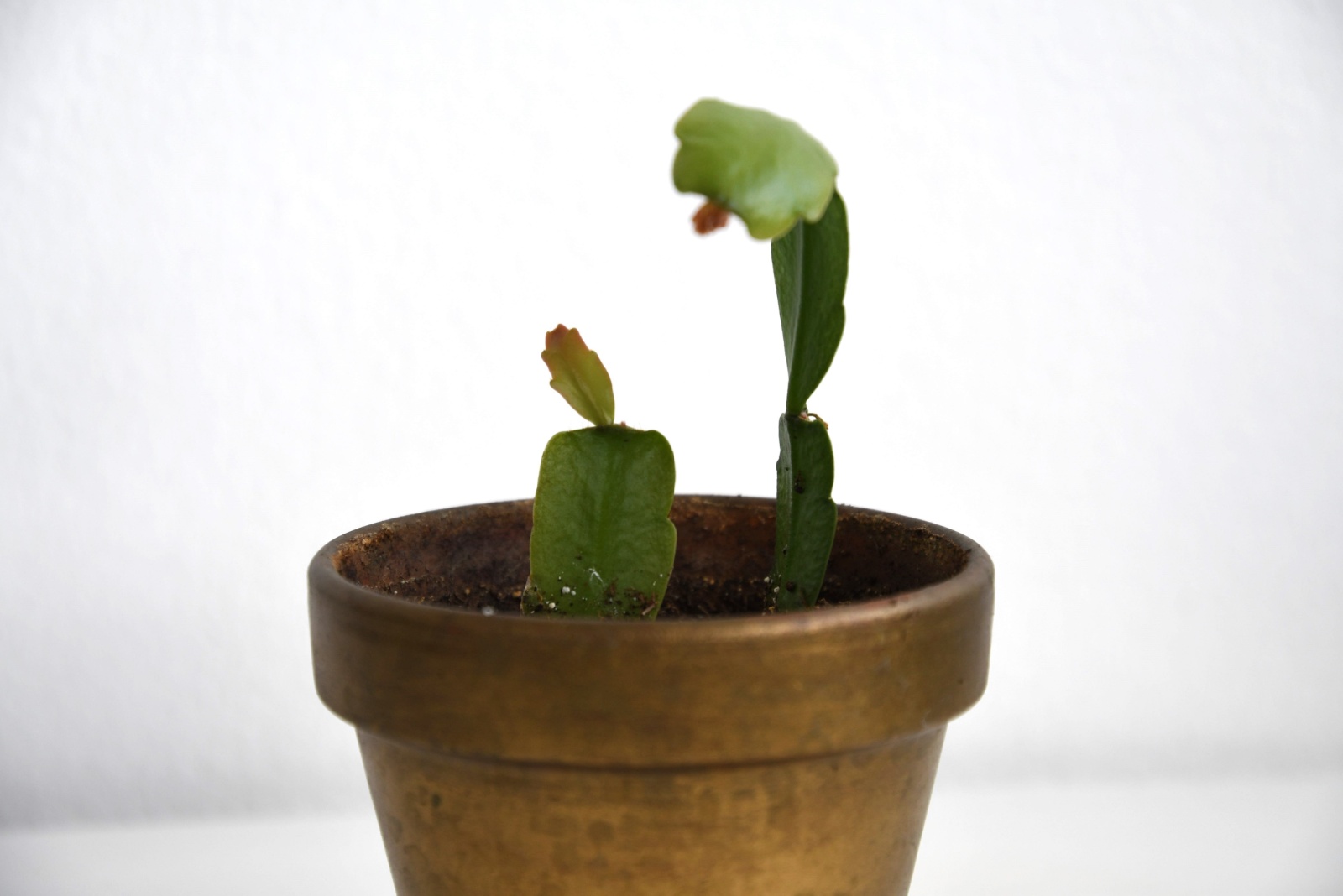christmas cactus propagation small pot and cutting