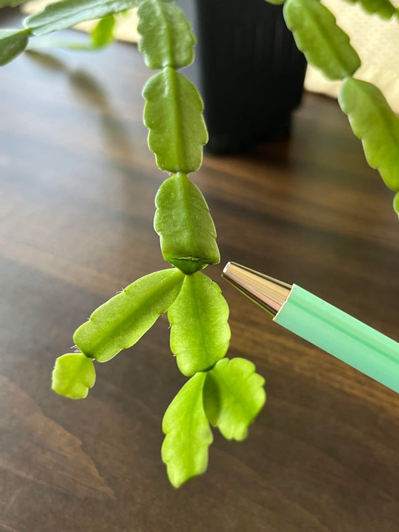 Pick The Right Cutting At The Perfect Time