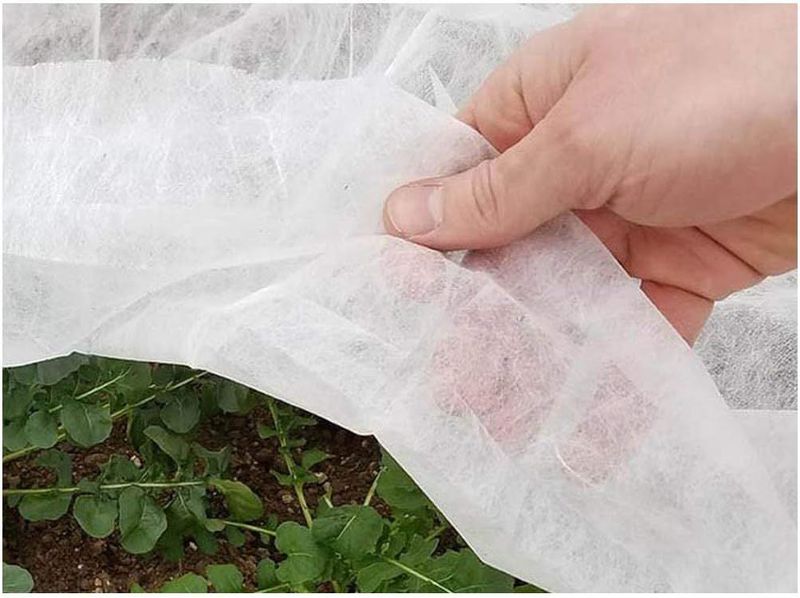 Cover Plants With Frost Blankets Or Sheets