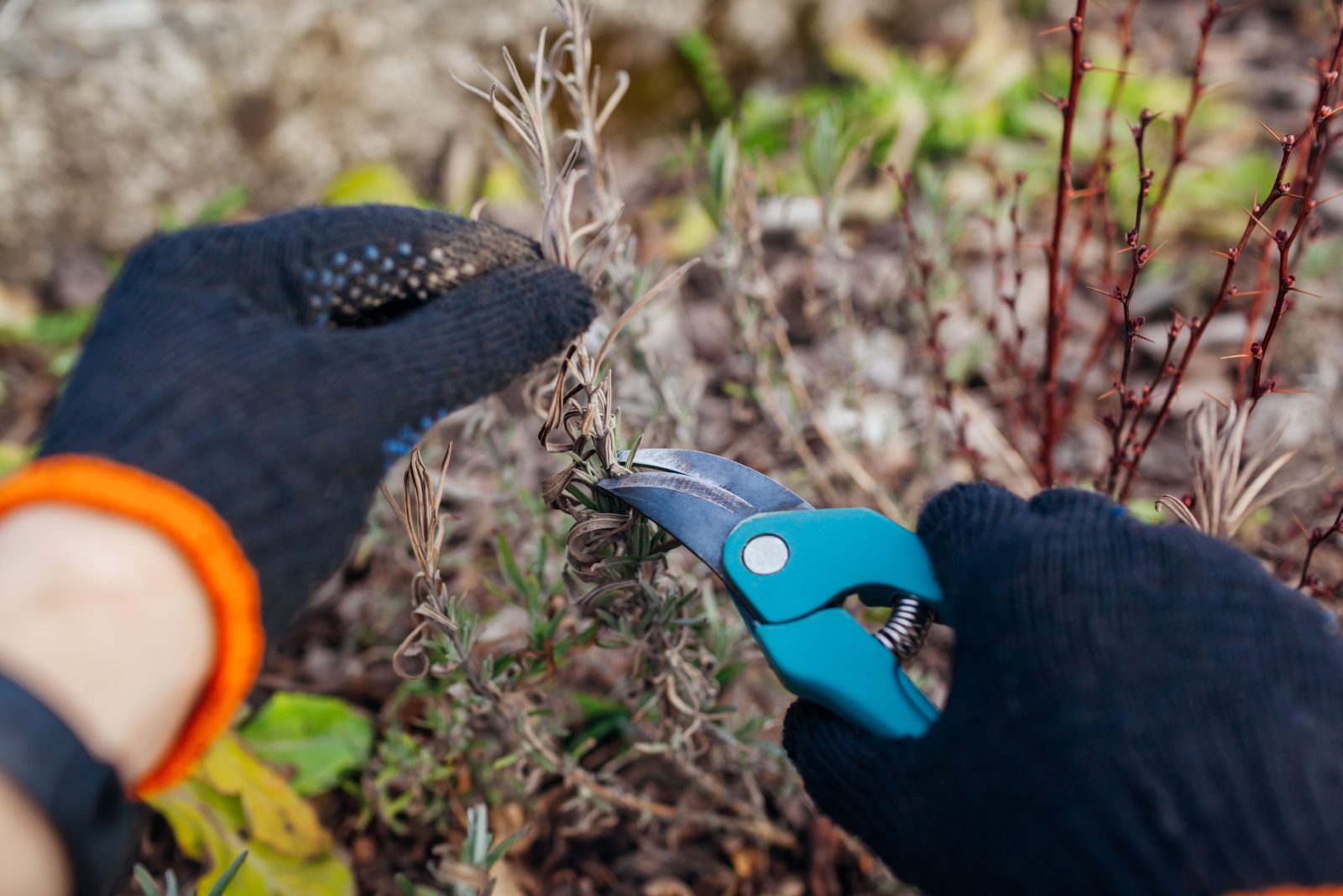 How To Winterize Lavender Plants In Colorado
