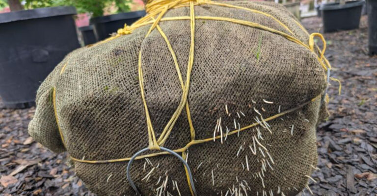 burlap covering shrub