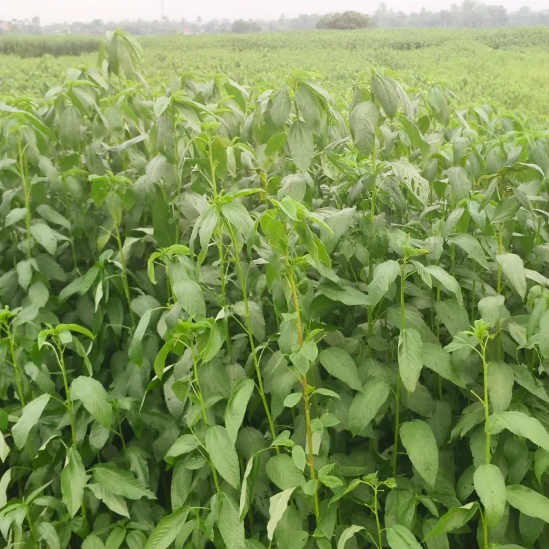 Key Things To Know Before Using Euphorbia Hirta Today