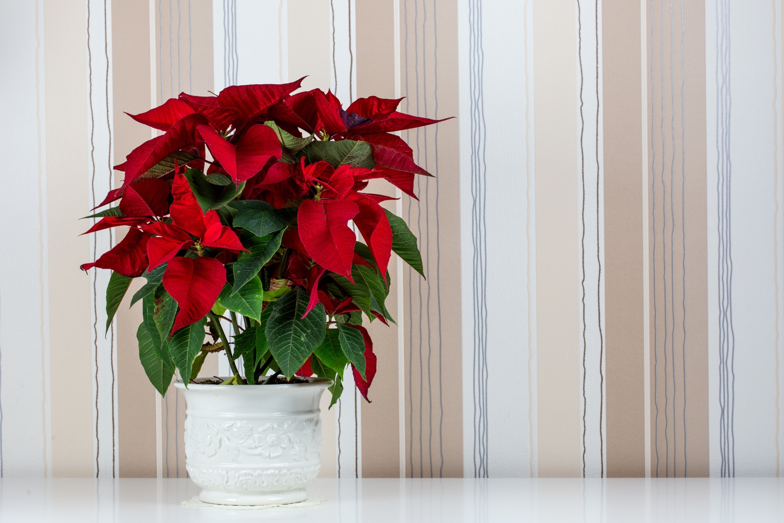 How Utah Homes Bring Back Red Poinsettias For Another Season