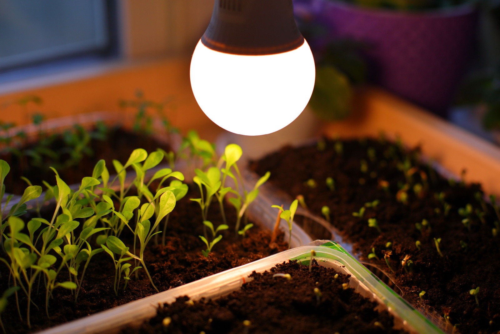 herbs under grow light