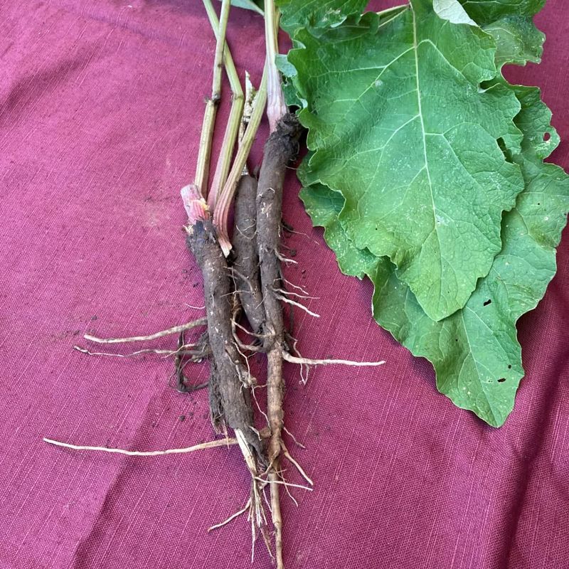 Simple Ways To Prepare Burdock For Everyday Relief