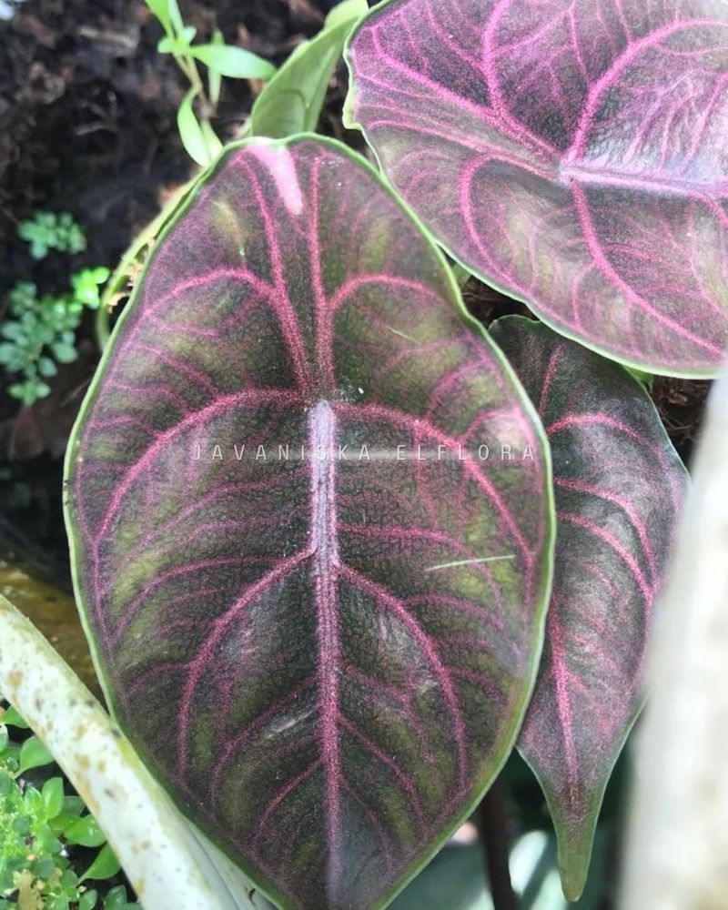 Alocasia Azlanii