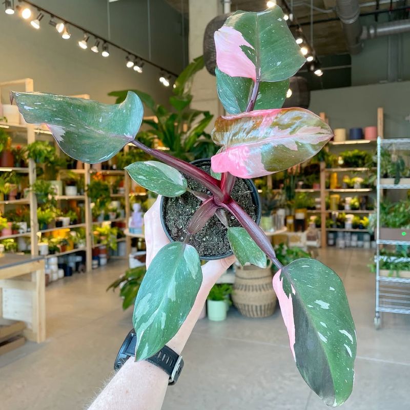 Philodendron Pink Princess