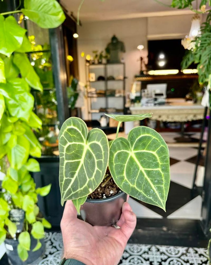 Anthurium Clarinervium