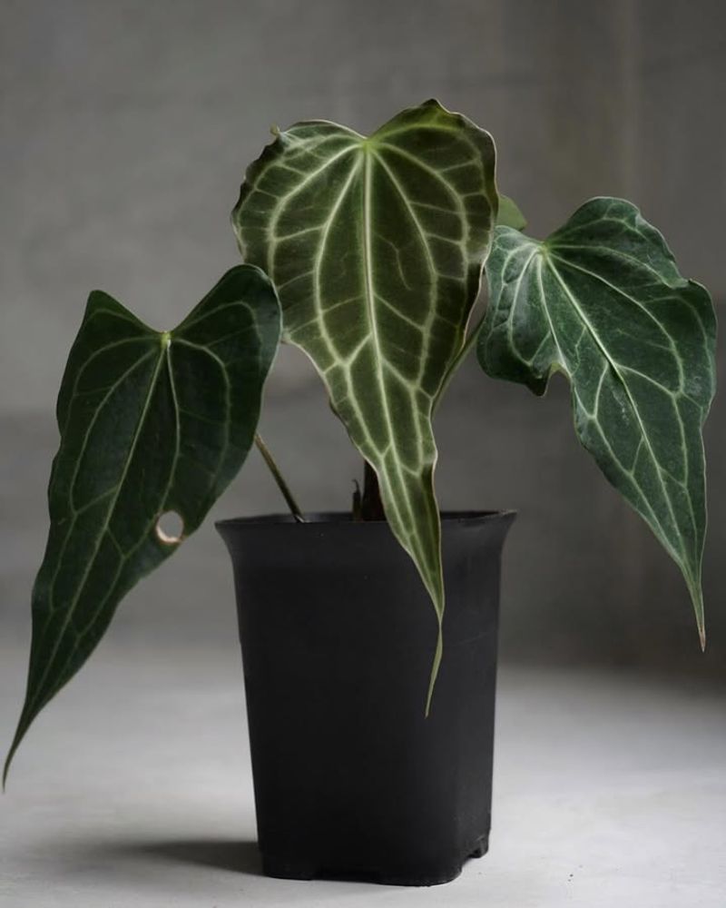 Anthurium Clarinervium