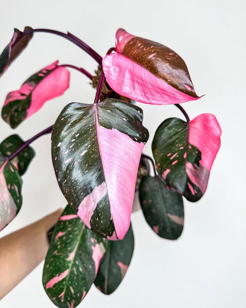 Philodendron Pink Princess