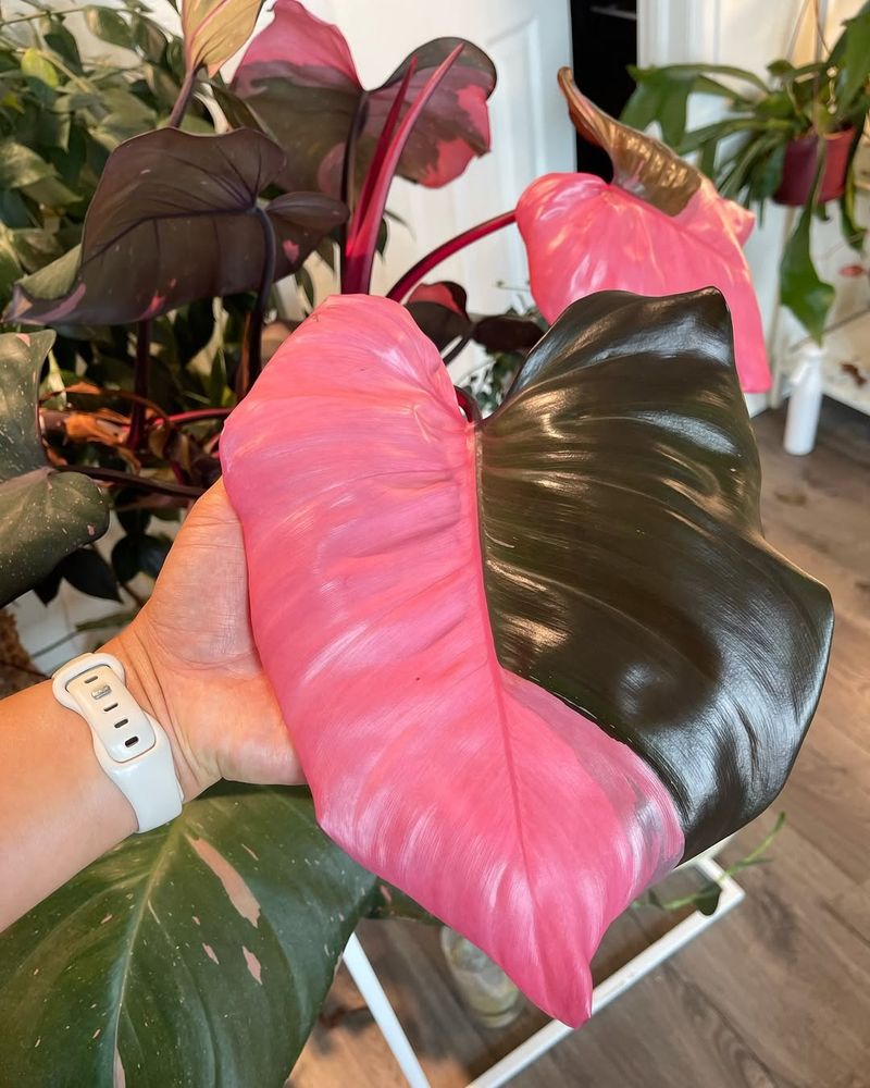 Philodendron Pink Princess