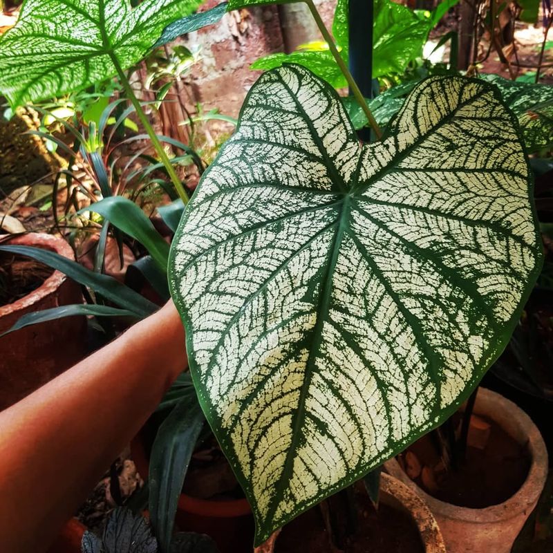 Caladium White Christmas