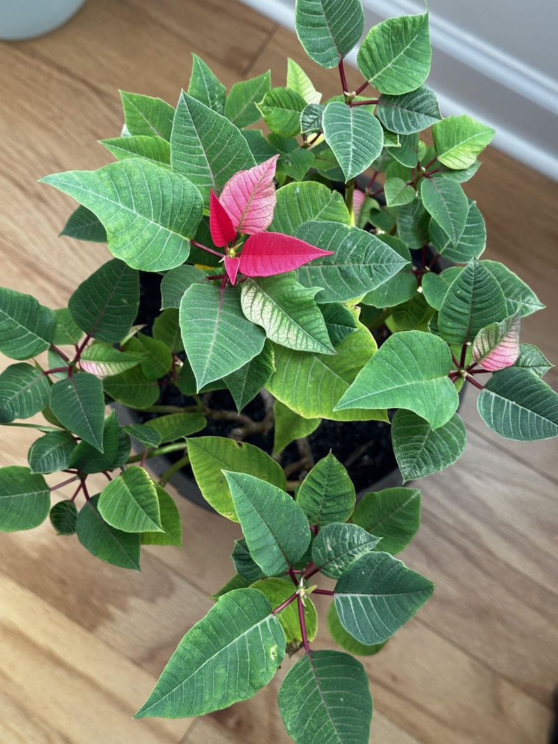 Curious Pets Face Serious Dangers