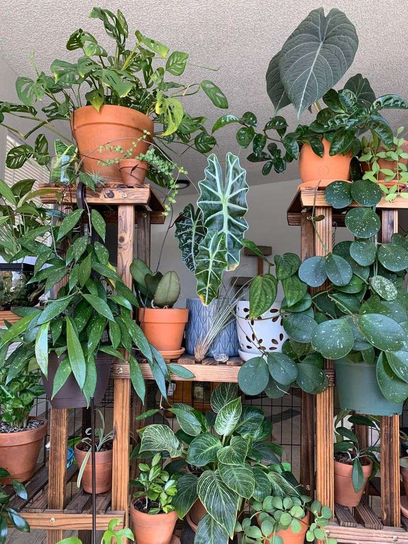 Focused Energy Creates Compact, Sturdy Plants