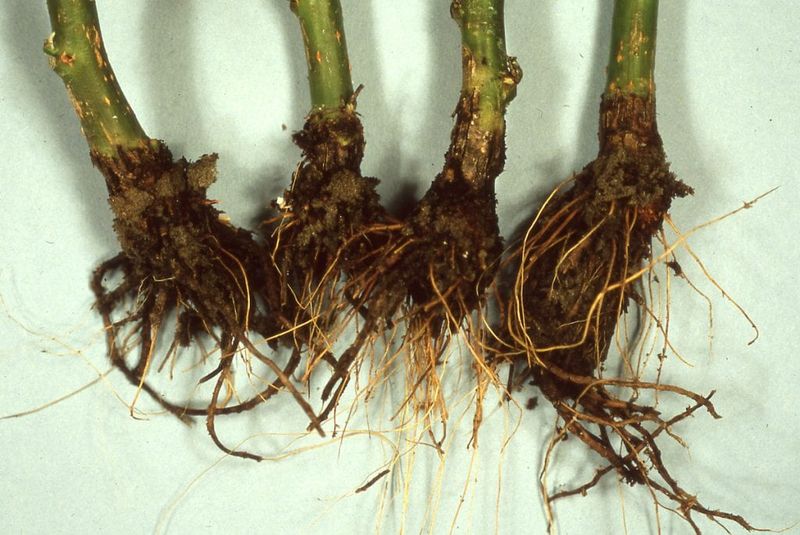 Overwatering Leading To Root Rot Problems