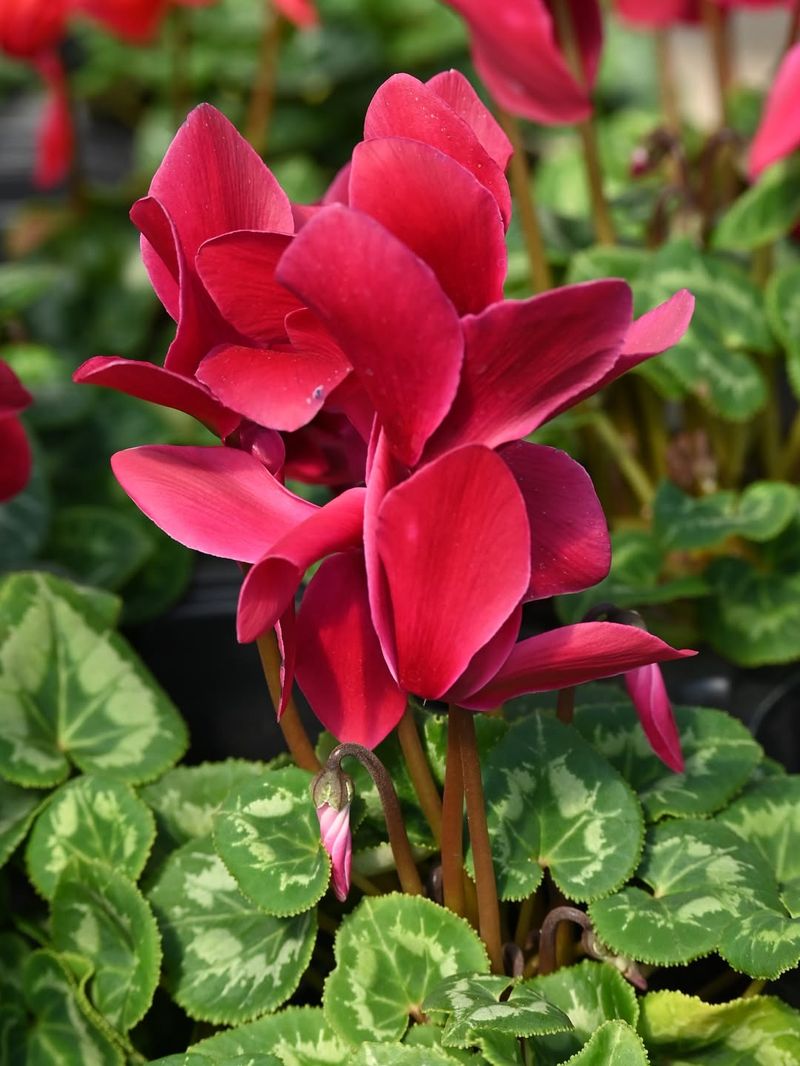 Nutrient Accumulation Reaches Peak Levels