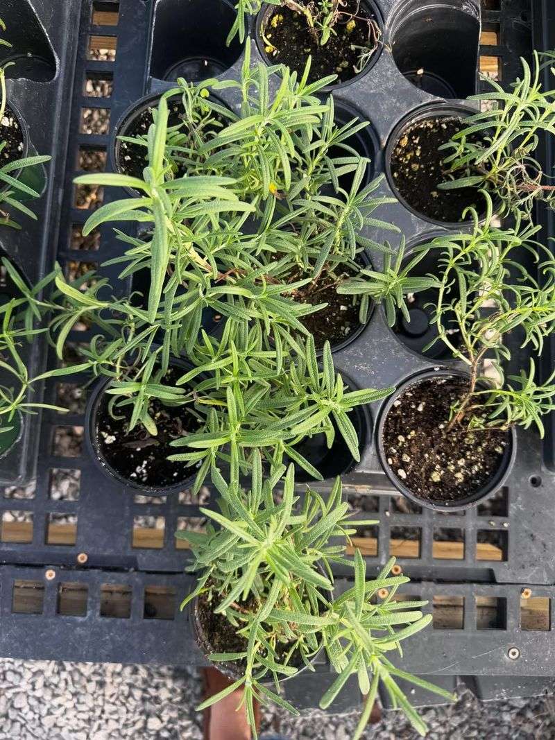 Grow Lights And Sunny Windows Enable Year-Round Fragrant Herb Success