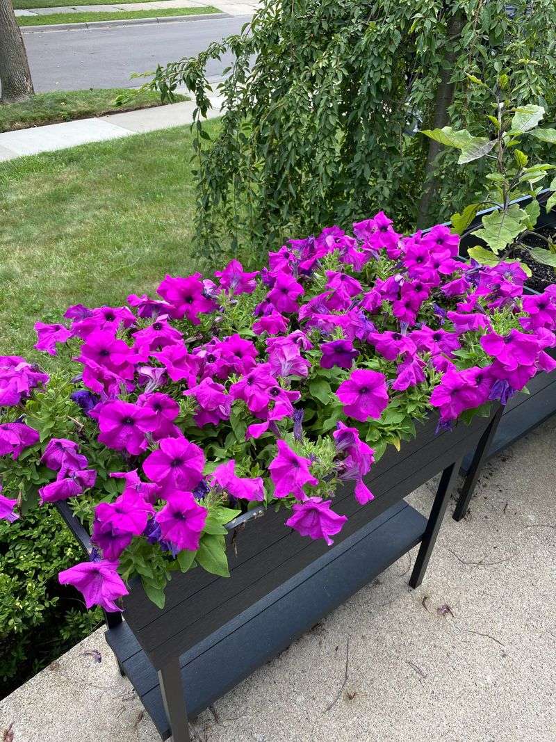 Attracts Beautiful Pollinators to Your Space