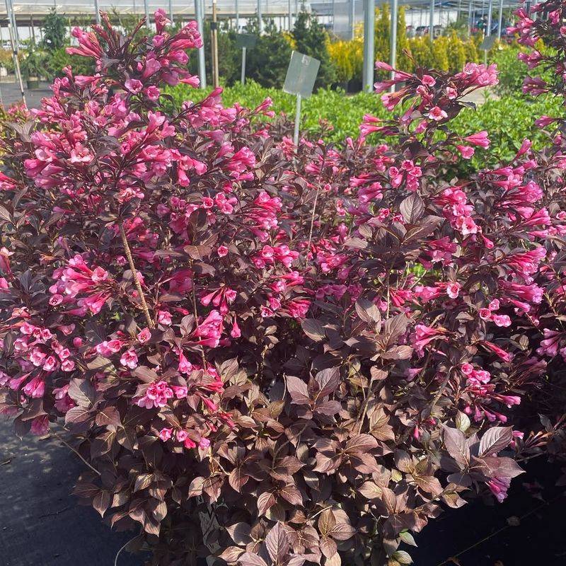 Low Maintenance Means More Time Enjoying Your Garden