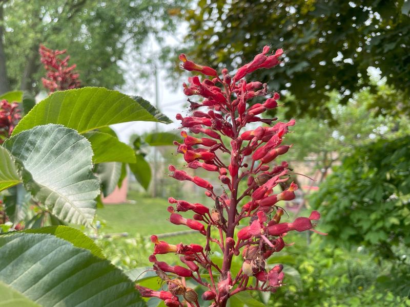 Shade Tolerance Makes It Perfect For Tricky Spots
