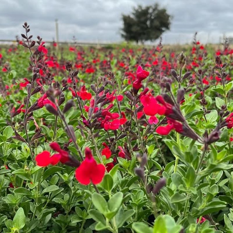 Blooms Keep Coming From Spring Until Frost