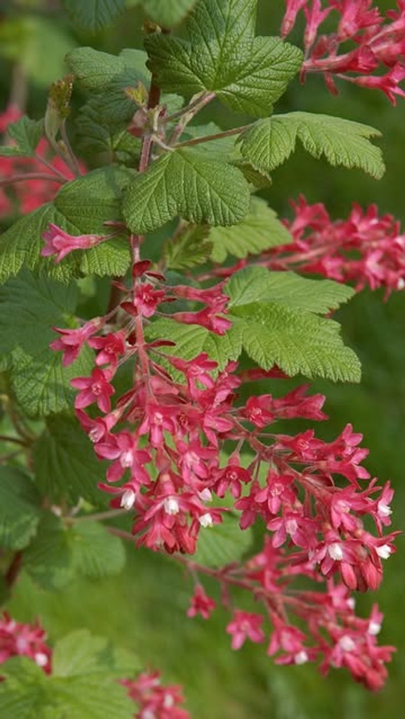 Native Plant Supports Local Ecosystems