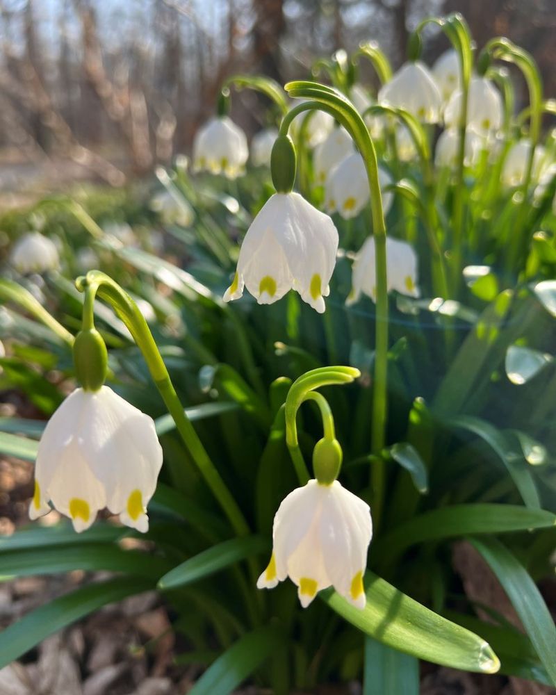Leucojum