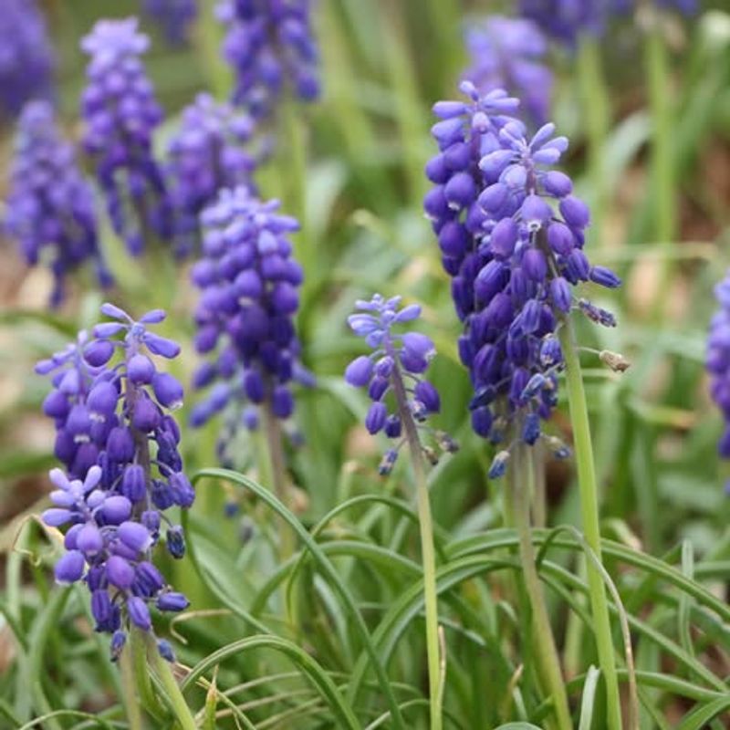 Grape Hyacinths