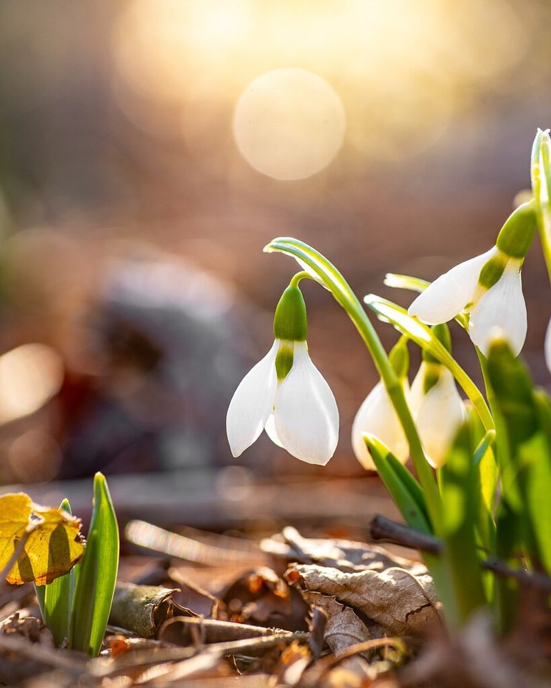 Snowdrops
