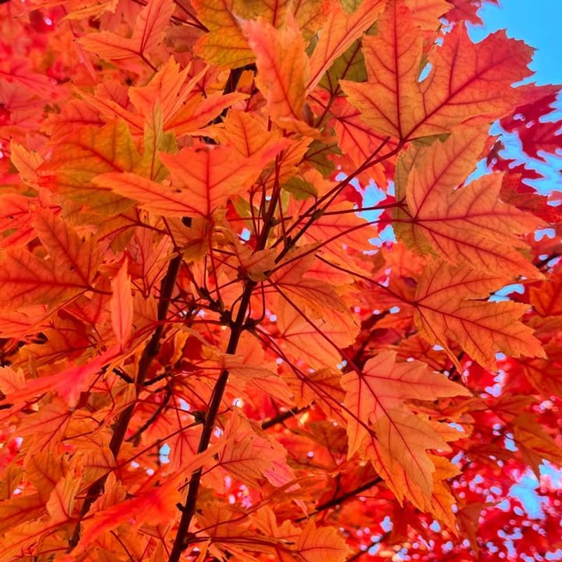 Adaptable To Different Soil Types