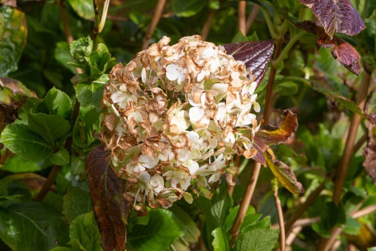 dry hydrangea flower