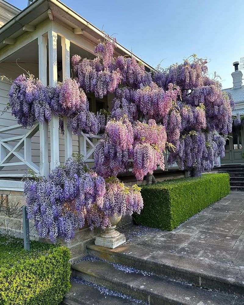Wisteria