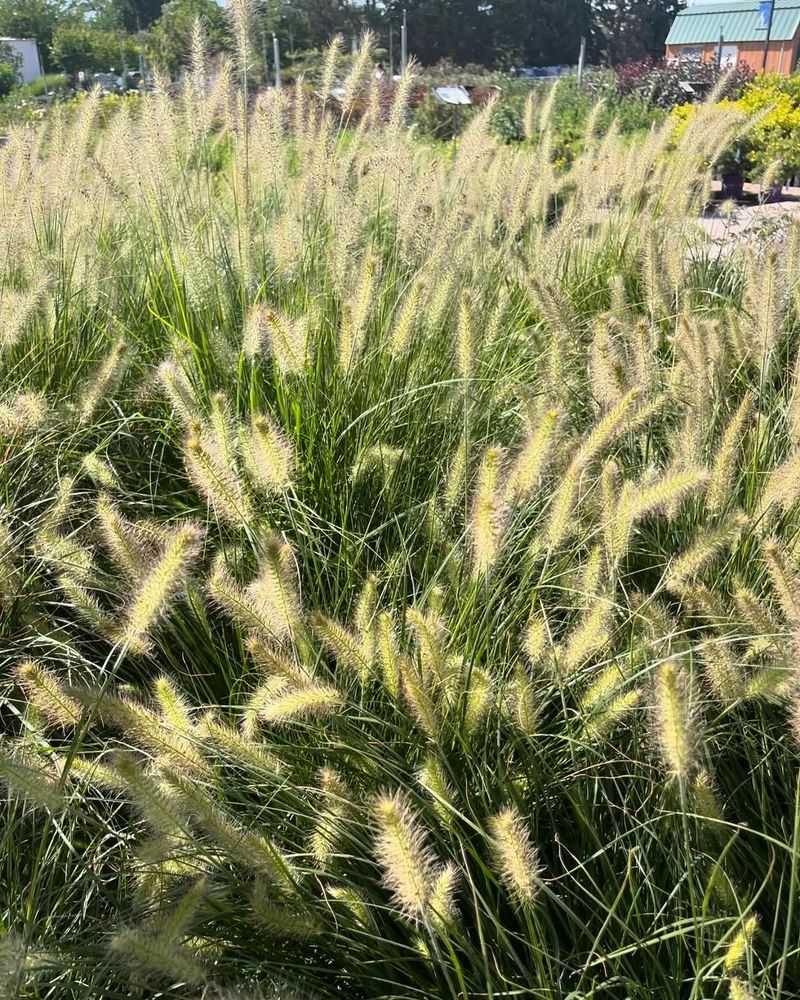 Ornamental Grasses