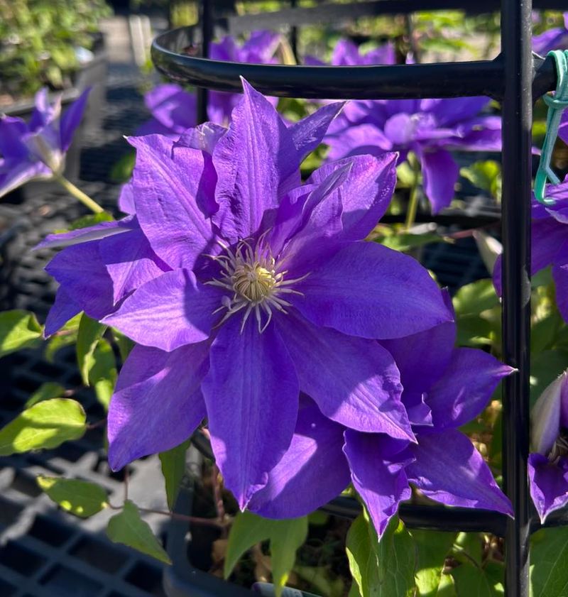 Clematis Vines